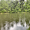White Oaks Lake 