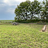 Christmas tree field site
