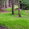 Secluded Private Deep Forest