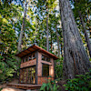 Foxfern Forest