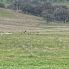 Coaco's Camp site