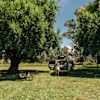The Willows