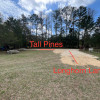 Tall pines 