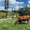 The Meadow - Cabin, Bunkhouse