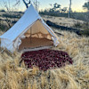 Coyote Creek Hike in Glamp Site