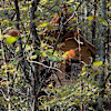 Whispering Falls off grid cabin