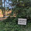 Evergreen Grove