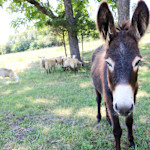 Hipcamp host Lacy S.,