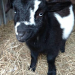 Hipcamper Goat House Farm