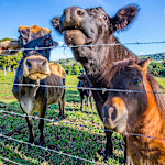 Hipcamp host Byron Bay Farmstay V.,