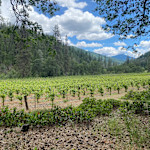 Hipcamp host Alpen Cellars Experience ..,