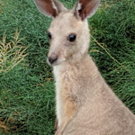 Hipcamp host Kangaroo J.,