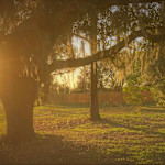 Hipcamp host Willow Crest En Plein Air M.,