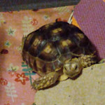 Hipcamp host Rhonda A.,
