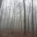 Hipcamp host Awakening A.,