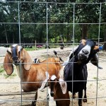 Hipcamper Goat House Farm