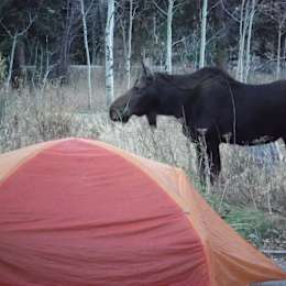 Hipcamper Terry