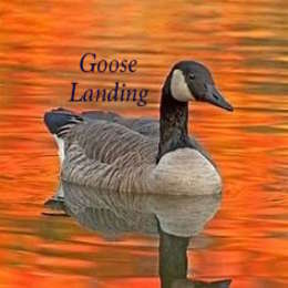 Hipcamper Goose