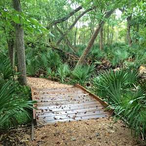 Palmetto Interpretive Trail