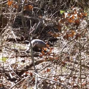 Armadillo along the Bosque hiking trail.