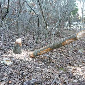 The beavers have been busy...