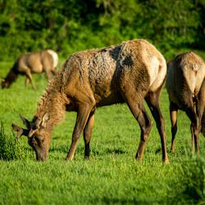Elk grazing next to the campground