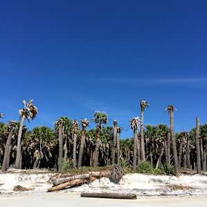 Egmont Key is a great place to explore. It's a quick $20 ferry ride from Fort Desoto's Bay Pier. Leaves promptly at 10am so get there early. It's worth every penny.