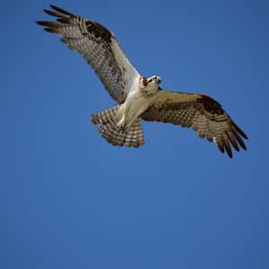 Lots and lots of wildlife at Fort Desoto. Home of many birds of prey like this osprey. Bald Eagles, red-tailed Hawks, and great horned owls can also be found here.