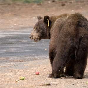 Old apple trees in the nearby Curry Village parking lot still attract bears in late August and early September.