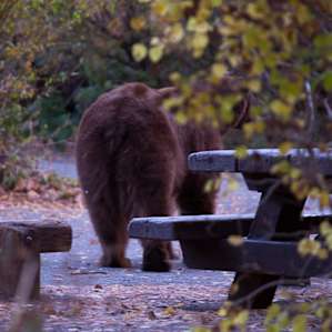 This makes a good base camp for fall colors in October.