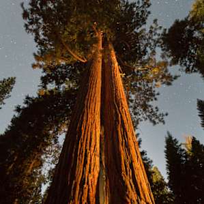 Definitely hike the Trail of 100 Giants. This is the Goose Pen Tree at night.