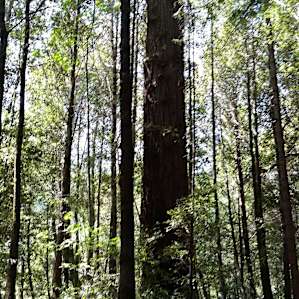 Big beautiful redwoods. The campsites are shaded but allow some nice sunlight through!