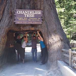 The Chandelier Tree is about 30 minutes for the campsite (coming from SF) and is definitely worth checking out! $5/car but they sell ice cream :)