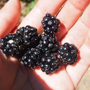 Blackberries picked in early July on the side of the road leading to the main redwood grove.