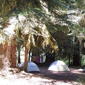 The campground is nestled in giant trees, and yes, you can walk to the hot springs from here.