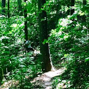 Hiking through some forest.
The loop hike around Ogle Lake is beautiful with lots of wildlife. One of our favorites.