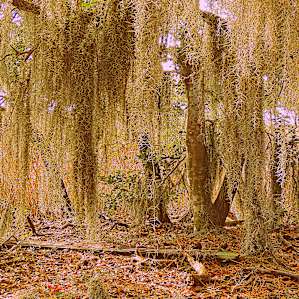 Incredible hiking trails through woods, cypress swamps, and near the shore.