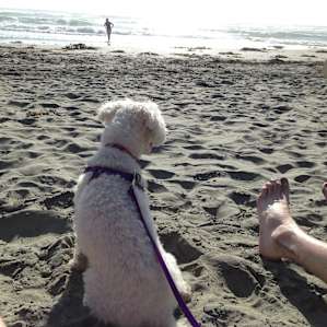 Sand Dollar Beach just down the road