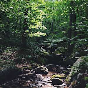 The brook runs through the grounds and can be explored via a trail that follows and then diverges from the main road that runs the length of the park.
