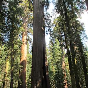 Dinkey Creek Campground