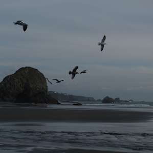 Harris Beach Campground