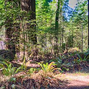 Redwoods on trail from camp