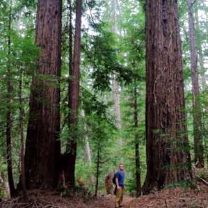 Portola Redwoods Campground