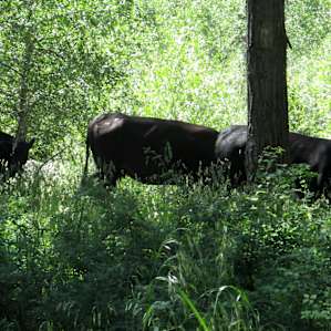 Morning Cows
