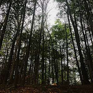 The tent being dwarfed by the pines.