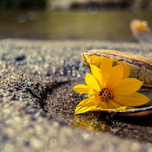 Taken along Turtle River