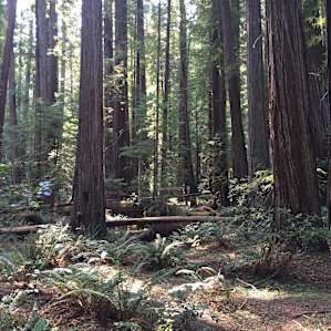 The 'Big Trees' area about .5 down the road