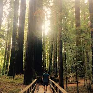 A stroll through the redwood grove