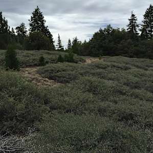 Fern Basin Campground