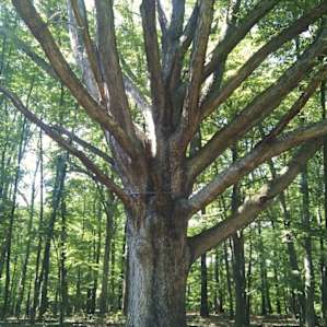Amazing old tree in the campground